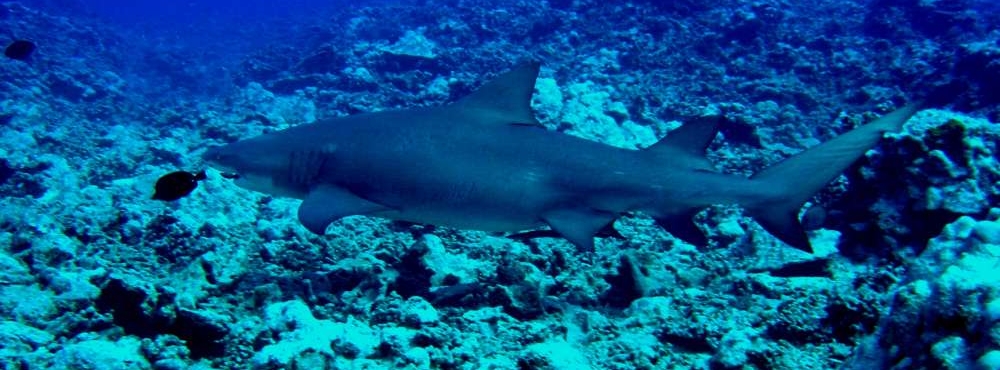 GGBdiver